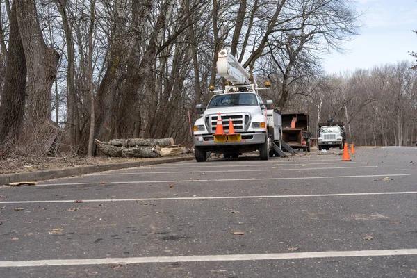 Emergency Tree Removal Rockford: 24/7 Local Experts