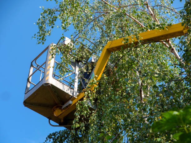 Fast Tree Removal Near Me for Storm-Damaged and Dead Trees