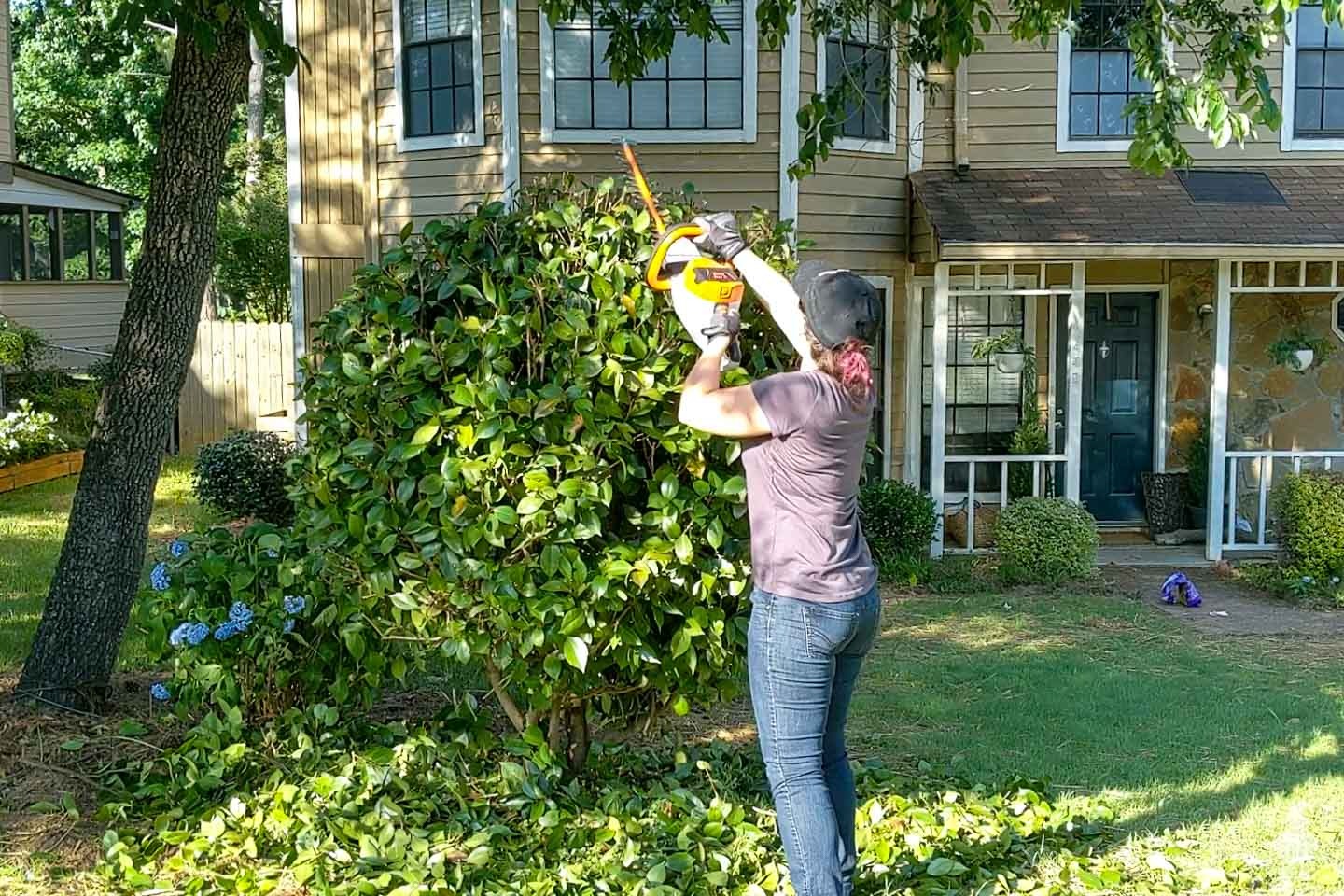 Enhance Outdoor Spaces with Heald green tree surgeon Tree Care