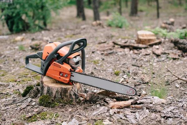 Reliable Shelton WA Tree Removal Services for Every Property