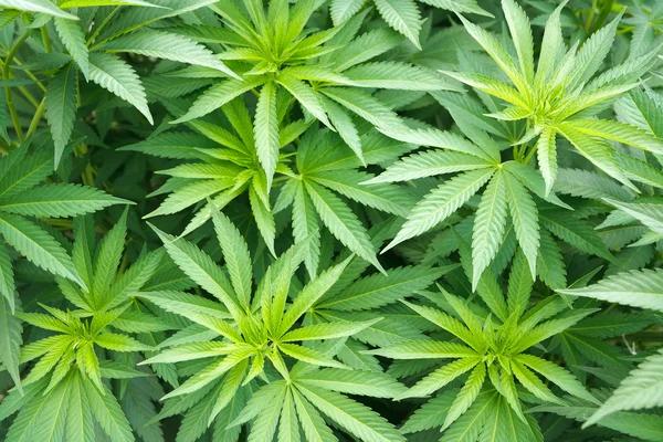 What Consumers Should Know About Hemp Product Information